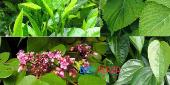 Top 5 Loại Lá Tắm Tốt Cho Da Cho Trẻ Sơ Sinh An Toàn Và Dịu Nhẹ