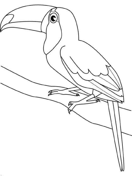VẼ CON VẸT - Cách Vẽ Con Vẹt Đơn Giản Đẹp Nhất I draw parrot I vẽ và tô màu  tv - YouTube