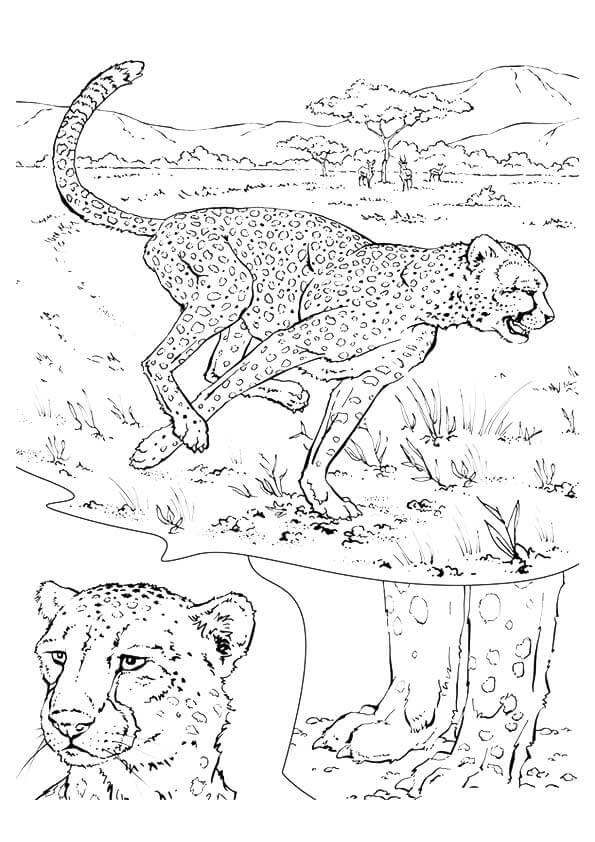 Cách vẽ báo đốm đơn giản  How to draw a Jaguar  YouTube