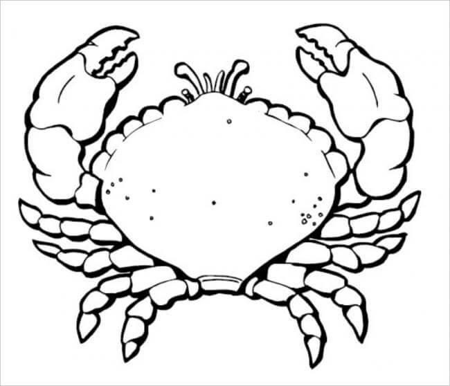 Hướng dẫn cách vẽ CON CUA tô màu CON CUA  How to draw a Crab step by step   YouTube