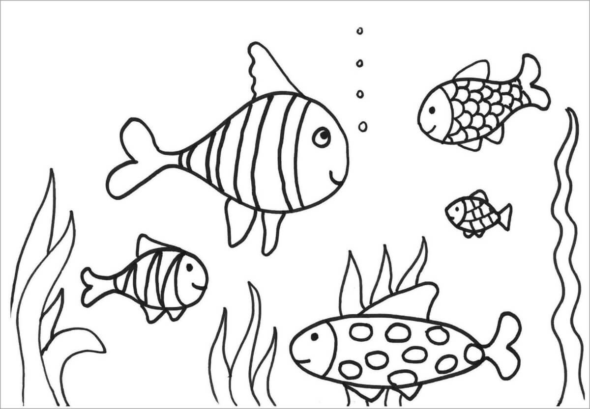 Cách vẽ con cá  Dạy Vẽ